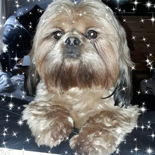 Lorraine Mcloughlin's avatar