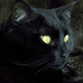 Catriona Anderson's avatar