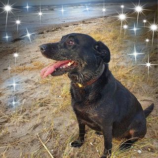Sharon Jervis's avatar