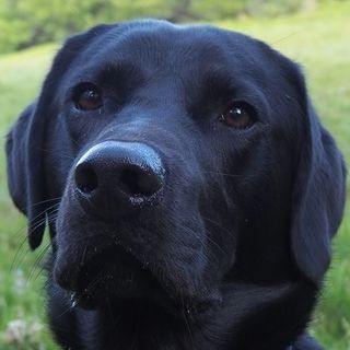 Sheila Seal's avatar