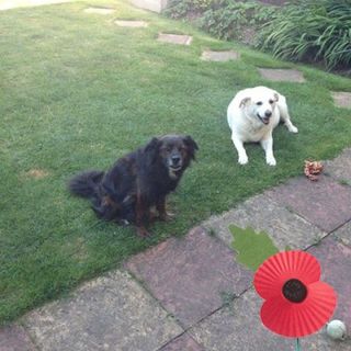 Ray Waldron's avatar