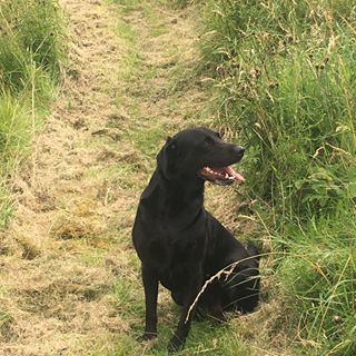 Dougie Downie's avatar