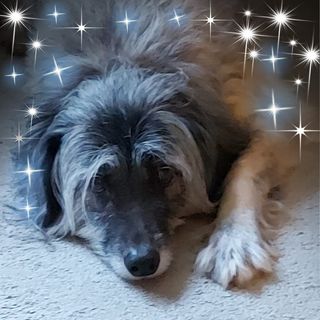 Sylvia Stone's avatar