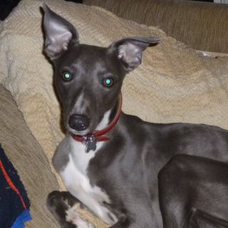 Deborah Collingwood's avatar