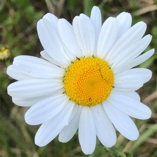 Rosie Doris Reid's avatar