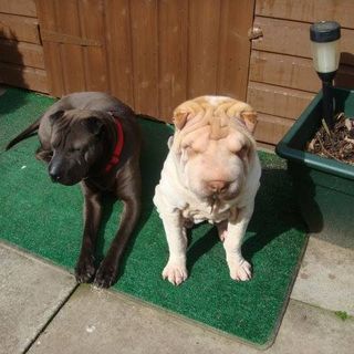 Janice Ferguson's avatar