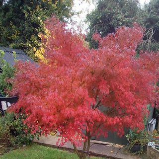 Linda Chandler's avatar