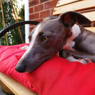 Anthony Murray's avatar