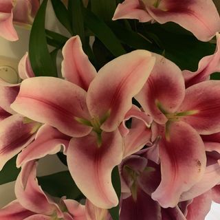 Daisy Jennings's avatar