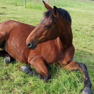 Bryony Dinnie's avatar