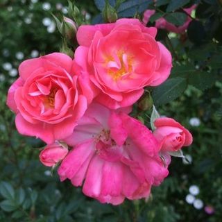 Daniela McGhie's avatar