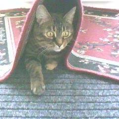 Janet Feaver's avatar