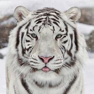 Lydia Calton's avatar