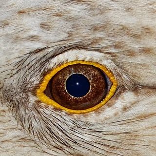 Raymond Molin-Wilkinson's avatar