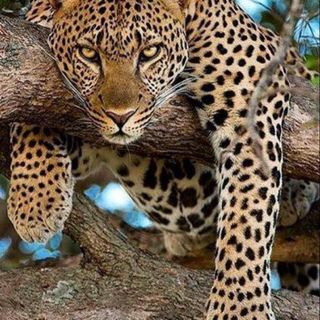 Jean McCarthy's avatar