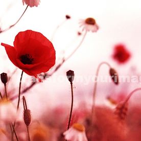 Paula Precious's avatar