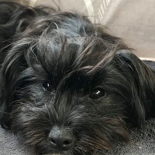 Yvonne Pedersen's avatar