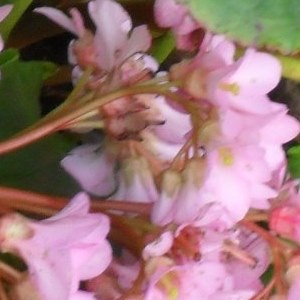 Sylvia Belcher's avatar