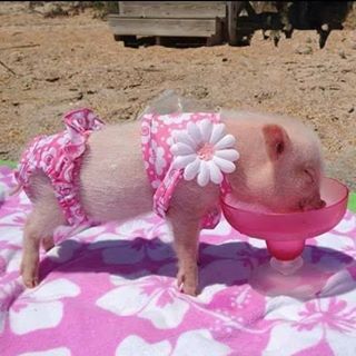 Melanie Latham's avatar