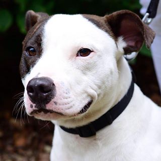 Anthony Thomas's avatar