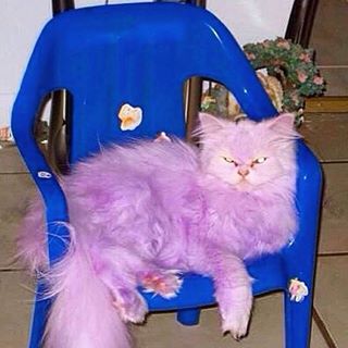 Anita Keshi's avatar