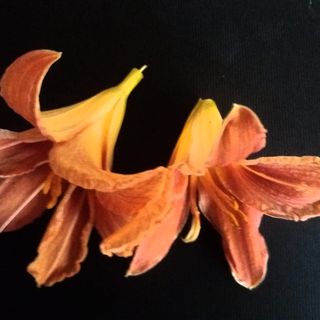 Dangyra Skvireckiene's avatar