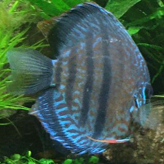 Liz McCormack's avatar