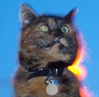 Hamish Mackintosh's avatar
