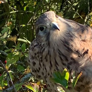 Deborah Rayment's avatar