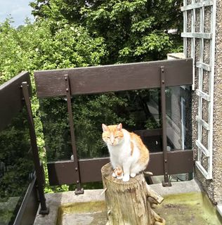 Susie Evans's avatar