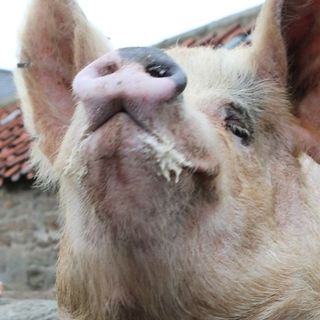 Jonathan Bacon-Sandwich's avatar