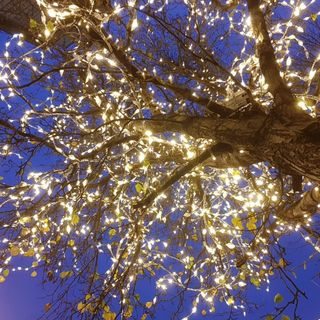 Carole Hayden's avatar