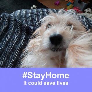 Siobhan Kingston's avatar