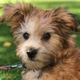 Craig Raine's avatar