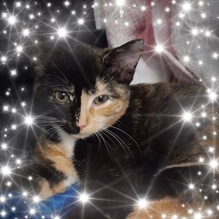 Rita Curtis's avatar