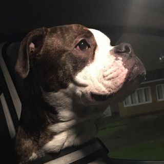 Avril Allan's avatar
