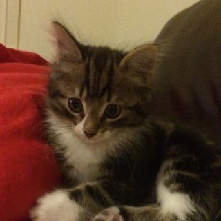 Victoria Hart's avatar