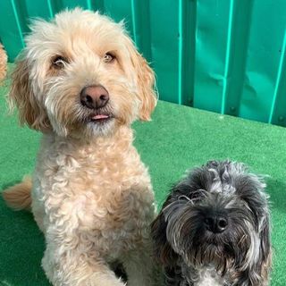 Martshaz Crow's avatar