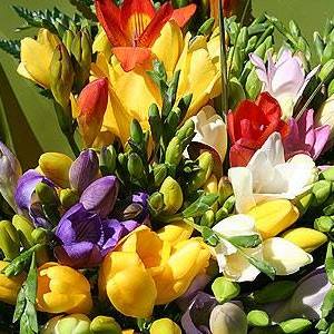 Janet Deeming's avatar