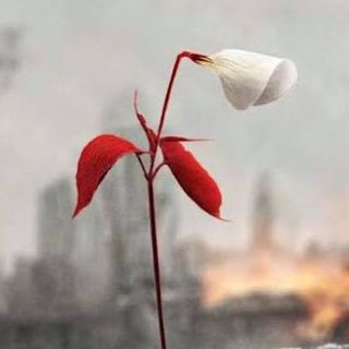 Annabelle St Clair's avatar