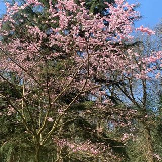 Mary Howard's avatar