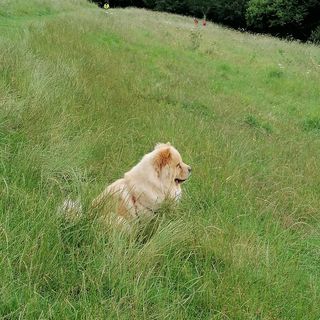 Lira Liryczny's avatar