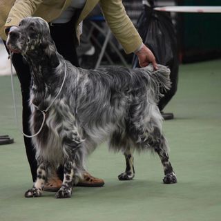 Frank Mccabe's avatar