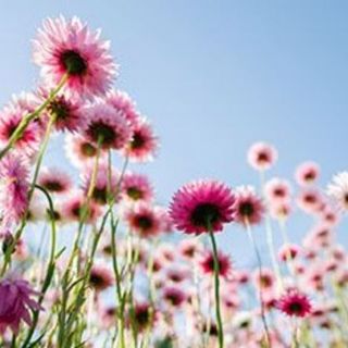 Amy Ziegler's avatar