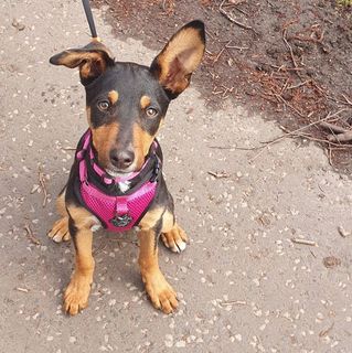 Steph Boyle's avatar