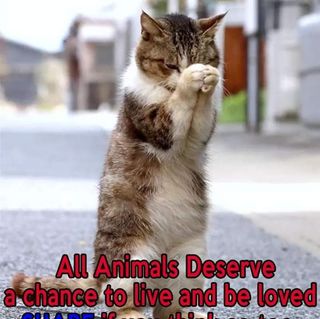 Dawn Comerford's avatar