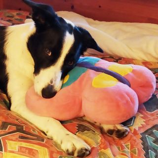 Petro McCarthy-McIntosh's avatar