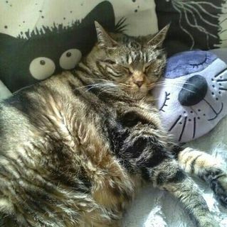 Lynne Young's avatar