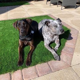 Suzanne Chisholm's avatar