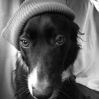 Tricia Rogan's avatar